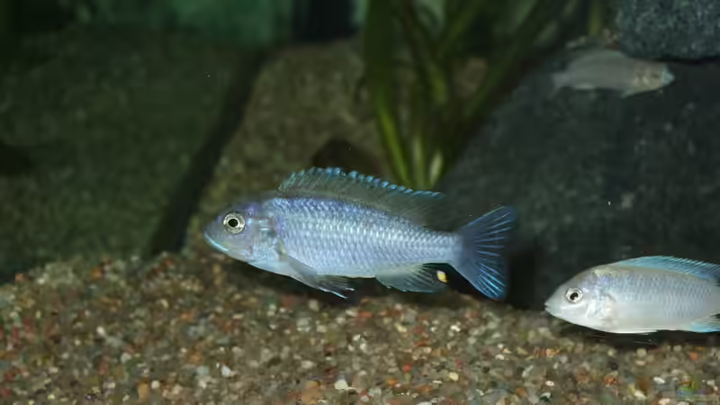 Dekoration im Aquarium Becken 18425 von Crenii (24)