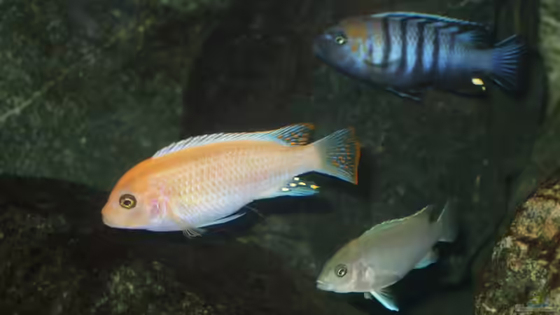 Dekoration im Aquarium Becken 18425 von Crenii (25)