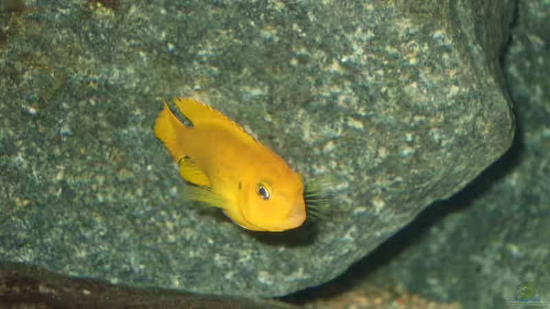 Dekoration im Aquarium Becken 18425 von Crenii (27)