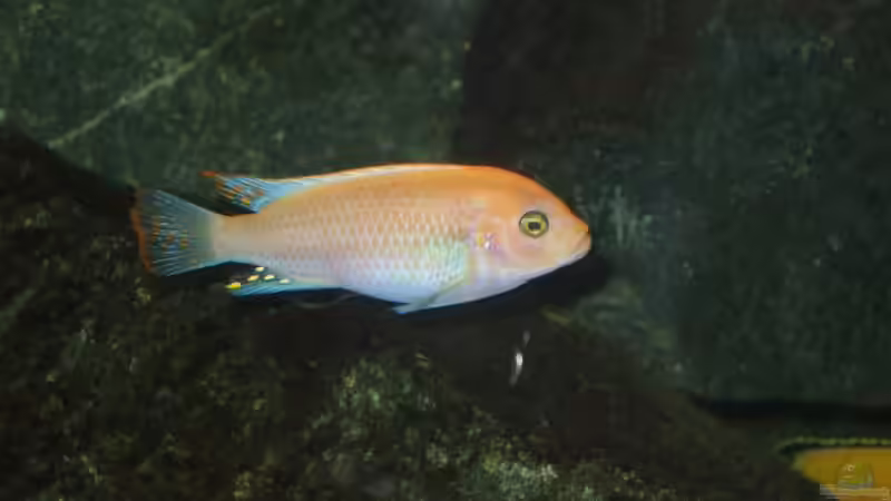 Dekoration im Aquarium Becken 18425 von Crenii (28)