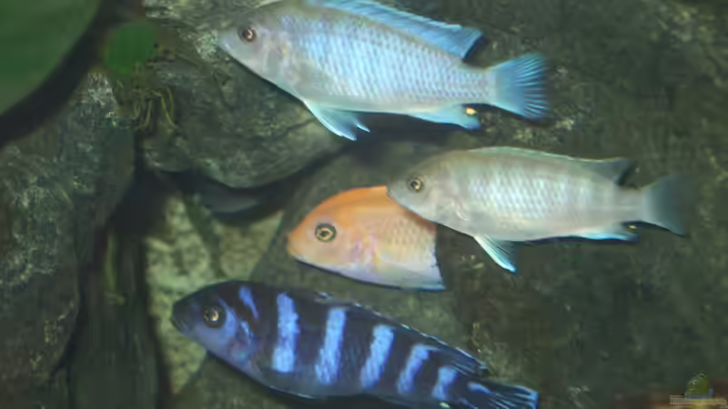 Dekoration im Aquarium Becken 18425 von Crenii (29)