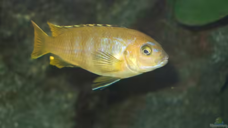 Dekoration im Aquarium Becken 18425 von Crenii (30)