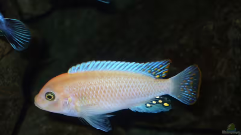 Dekoration im Aquarium Becken 18425 von Crenii (31)