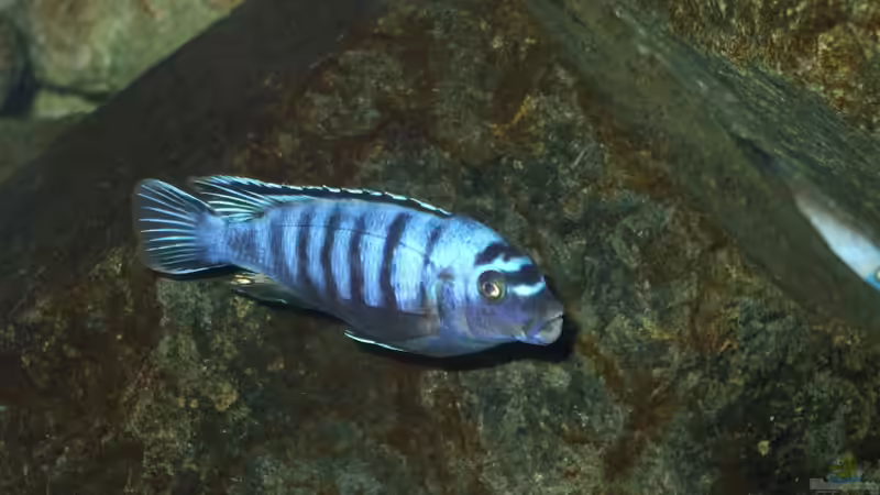 Dekoration im Aquarium Becken 18425 von Crenii (32)