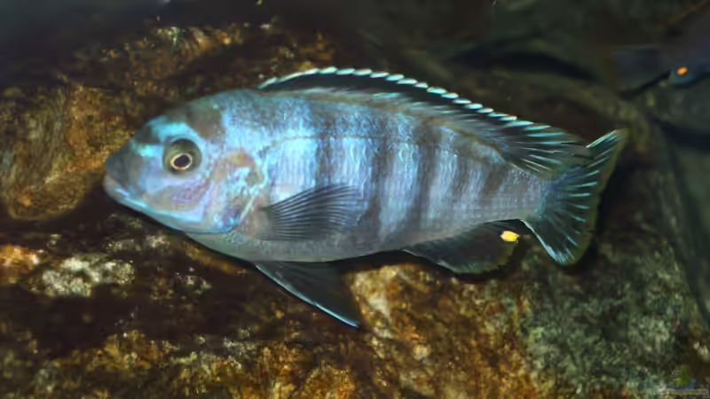 Dekoration im Aquarium Becken 18425 von Crenii (33)