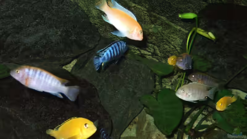 Dekoration im Aquarium Becken 18425 von Crenii (35)