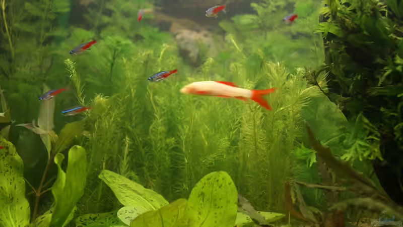 Dekoration im Aquarium Becken 18439 von Isabell Kölling (8)