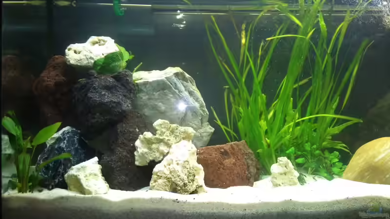 Dekoration im Aquarium Becken 18484 von Marius Kemper (2)