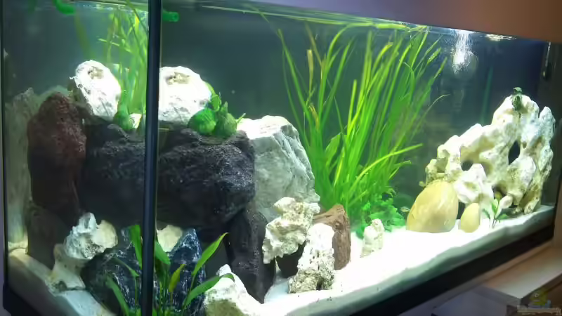 Dekoration im Aquarium Becken 18484 von Marius Kemper (3)