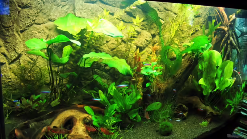 Dekoration im Aquarium Becken 18610 von Itsokay Matthäus (11)