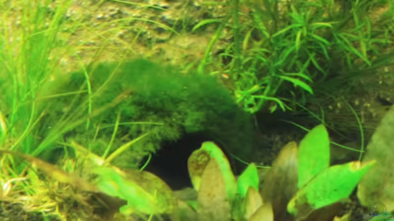 Dekoration im Aquarium Becken 18610 von Itsokay Matthäus (12)