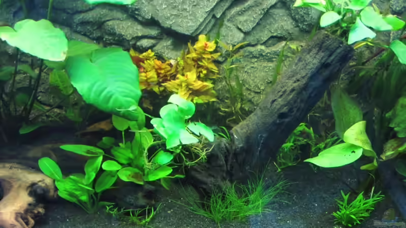 Dekoration im Aquarium Becken 18610 von Itsokay Matthäus (5)