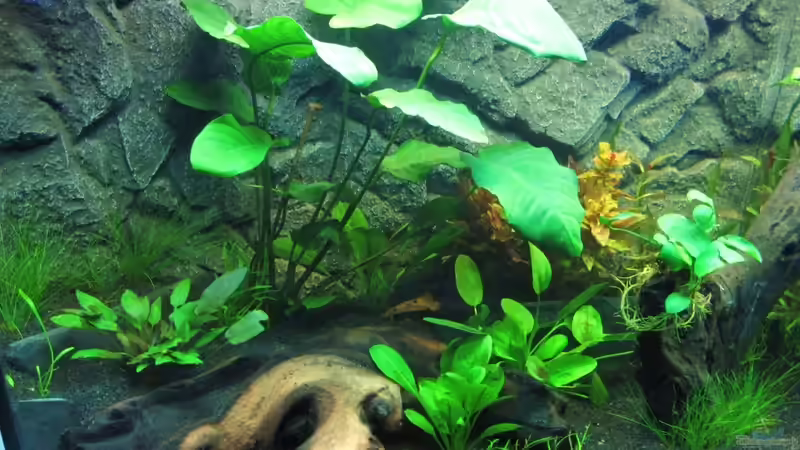 Dekoration im Aquarium Becken 18610 von Itsokay Matthäus (6)