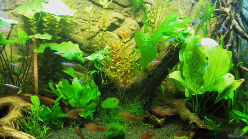 Dekoration im Aquarium Becken 18610 von Itsokay Matthäus (7)