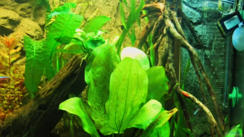 Dekoration im Aquarium Becken 18610 von Itsokay Matthäus (8)