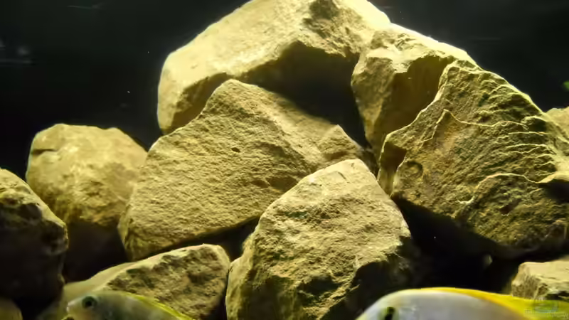 Dekoration im Aquarium Becken 18673 von Flossenbeschauer (6)