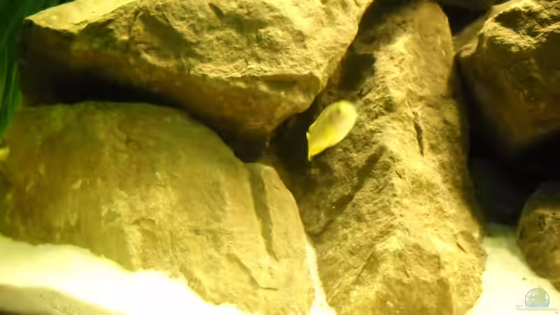 Dekoration im Aquarium Becken 18673 von Flossenbeschauer (8)