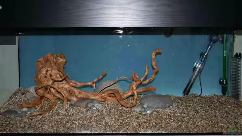 Dekoration im Aquarium Becken 18770 von Tom G. (8)