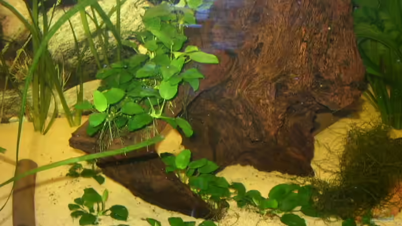 Dekoration im Aquarium Becken 1893 von Detlef Zachert (5)