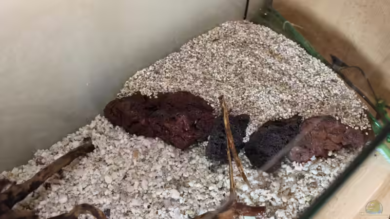 Dekoration im Aquarium Becken 19010 von Stefan F. (13)