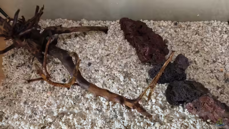 Dekoration im Aquarium Becken 19010 von Stefan F. (14)