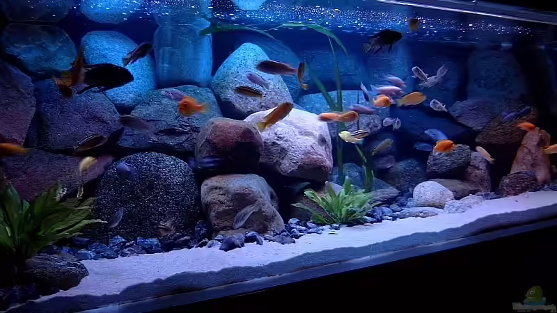 Dekoration im Aquarium Becken 1920 von Helgo Jacob (12)