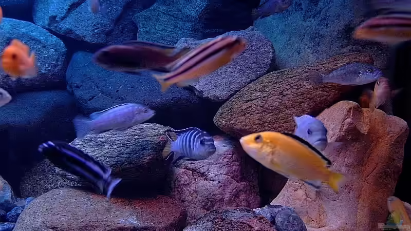 Dekoration im Aquarium Becken 1920 von Helgo Jacob (14)