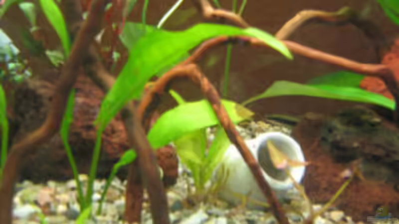 Dekoration im Aquarium Becken 19219 von mölsner (5)