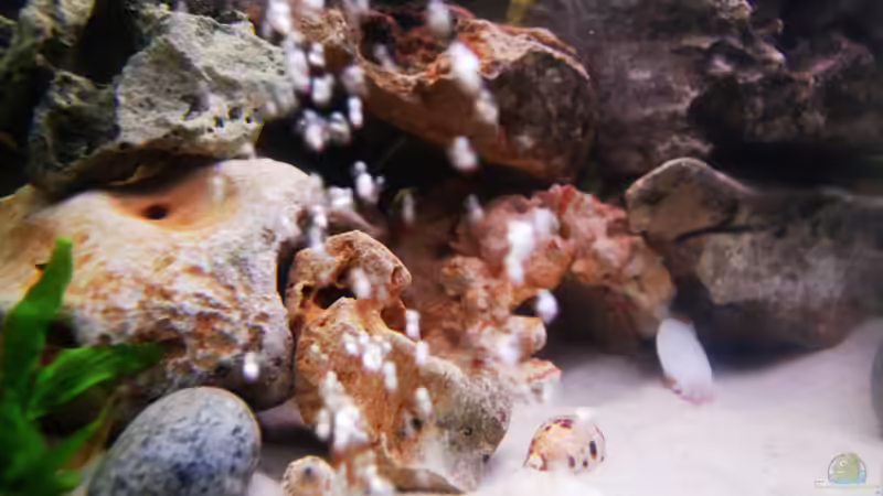 Dekoration im Aquarium Becken 19271 von Kat (2)