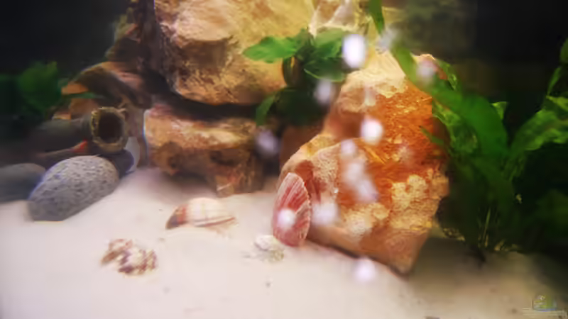 Dekoration im Aquarium Becken 19271 von Kat (4)