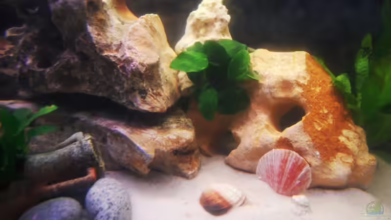 Dekoration im Aquarium Becken 19271 von Kat (5)