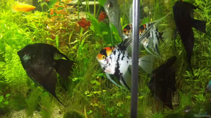 Dekoration im Aquarium Becken 1949 von Christian Nagel (4)