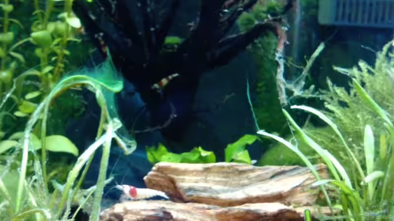 Dekoration im Aquarium Becken 19534 von manala (10)