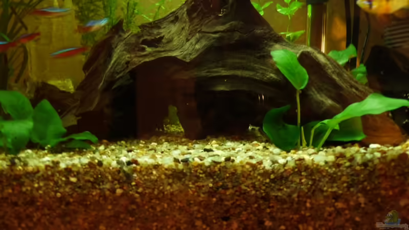 Dekoration im Aquarium Becken 19721 von LeAnn (7)