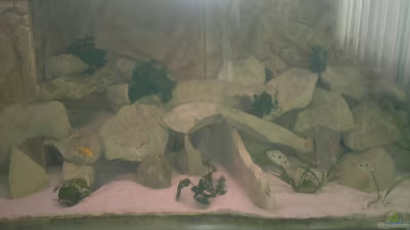 Dekoration im Aquarium Becken 19756 von coupe320i (4)