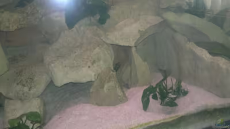 Dekoration im Aquarium Becken 19756 von coupe320i (5)