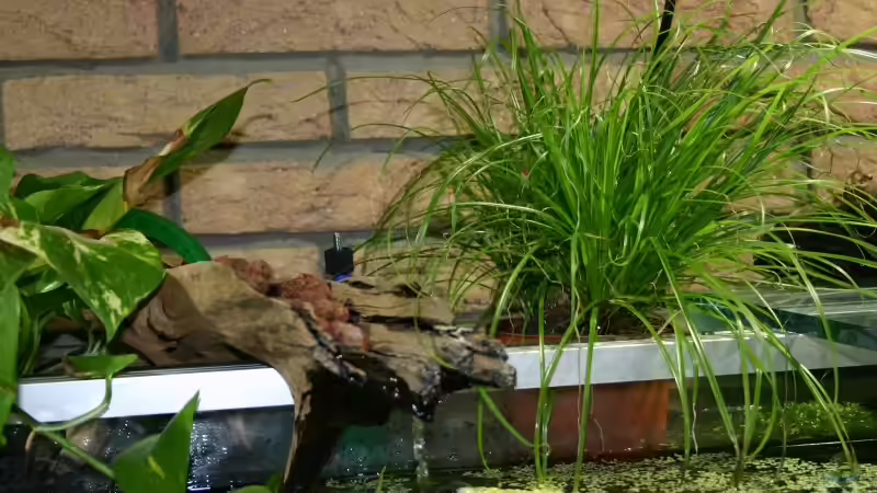 Dekoration im Aquarium Becken 1992 von Jochen Gedicke (11)