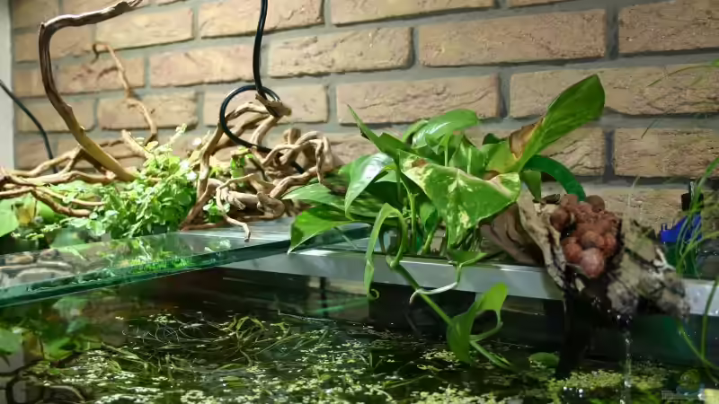 Dekoration im Aquarium Becken 1992 von Jochen Gedicke (12)