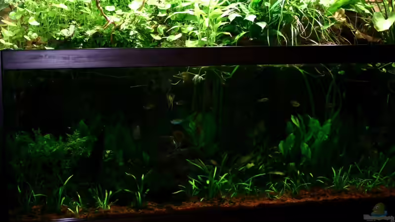 Dekoration im Aquarium Becken 1992 von Jochen Gedicke (13)