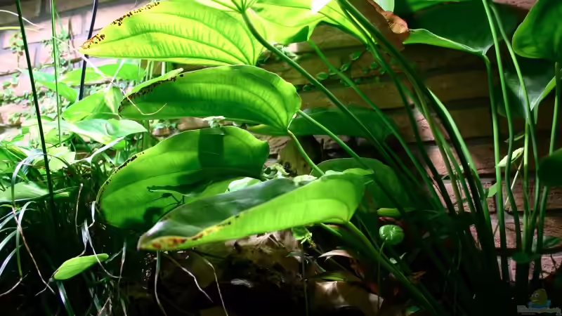 Dekoration im Aquarium Becken 1992 von Jochen Gedicke (14)