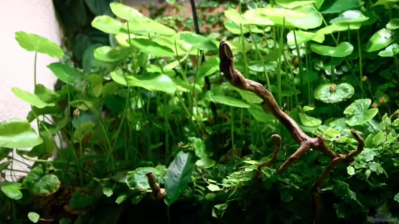 Dekoration im Aquarium Becken 1992 von Jochen Gedicke (15)