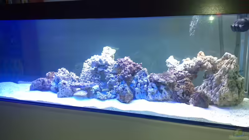 Dekoration im Aquarium Becken 19931 von Korallenriff (4)