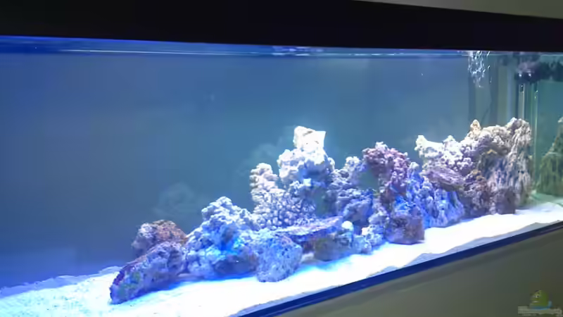 Dekoration im Aquarium Becken 19931 von Korallenriff (5)