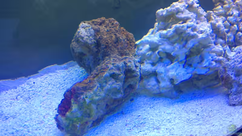 Dekoration im Aquarium Becken 19931 von Korallenriff (6)