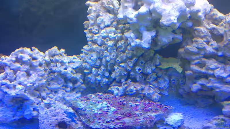 Dekoration im Aquarium Becken 19931 von Korallenriff (7)