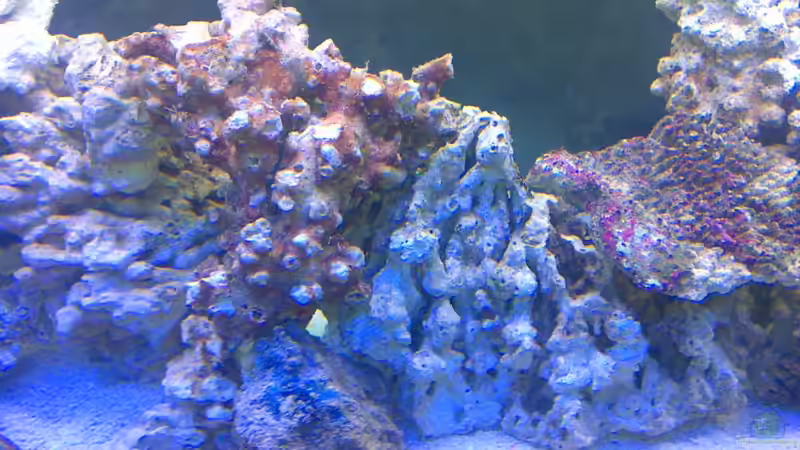 Dekoration im Aquarium Becken 19931 von Korallenriff (8)