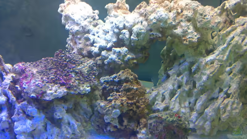 Dekoration im Aquarium Becken 19931 von Korallenriff (9)