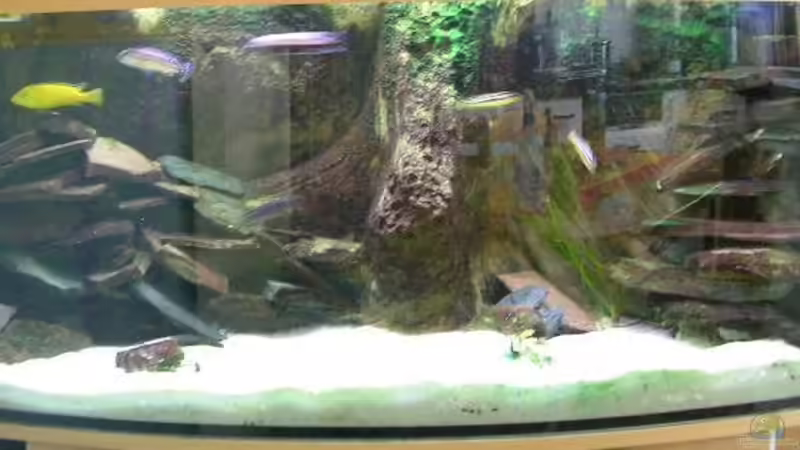 Dekoration im Aquarium Becken 1997 von Felix Pahs (4)