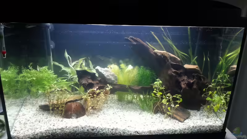 Dekoration im Aquarium Becken 2.0 von David Böhme (10)