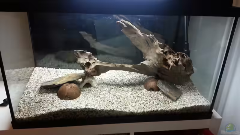 Dekoration im Aquarium Becken 2.0 von David Böhme (3)